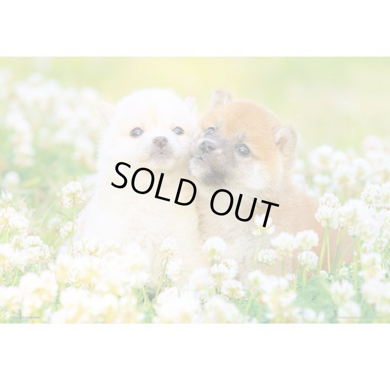 画像2: ジグソーアニマルシリーズ「初恋わんこ」フレームセット(300P) (2)