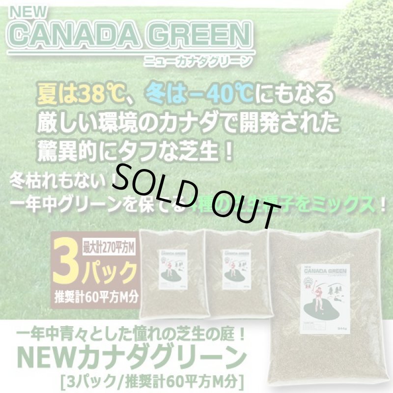 画像4: 一年中青々とした憧れの芝生の庭！NEWカナダグリーン[3パック/推奨計60平方M分] (4)