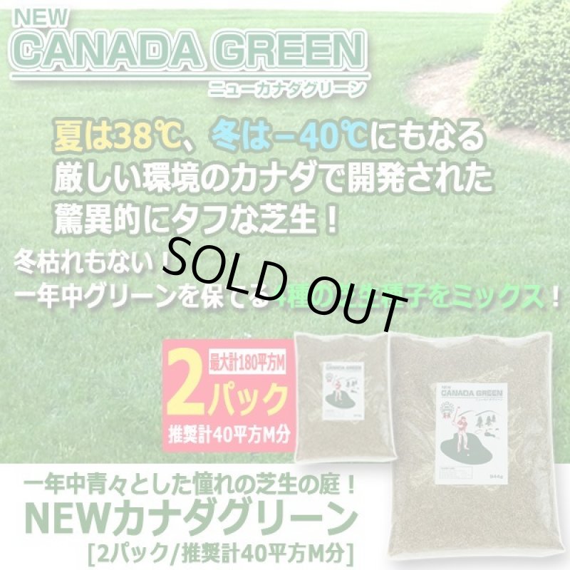 画像4: 一年中青々とした憧れの芝生の庭！NEWカナダグリーン[2パック/推奨計40平方M分] (4)