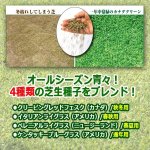 画像3: 一年中青々とした憧れの芝生の庭！NEWカナダグリーン[2パック/推奨計40平方M分] (3)