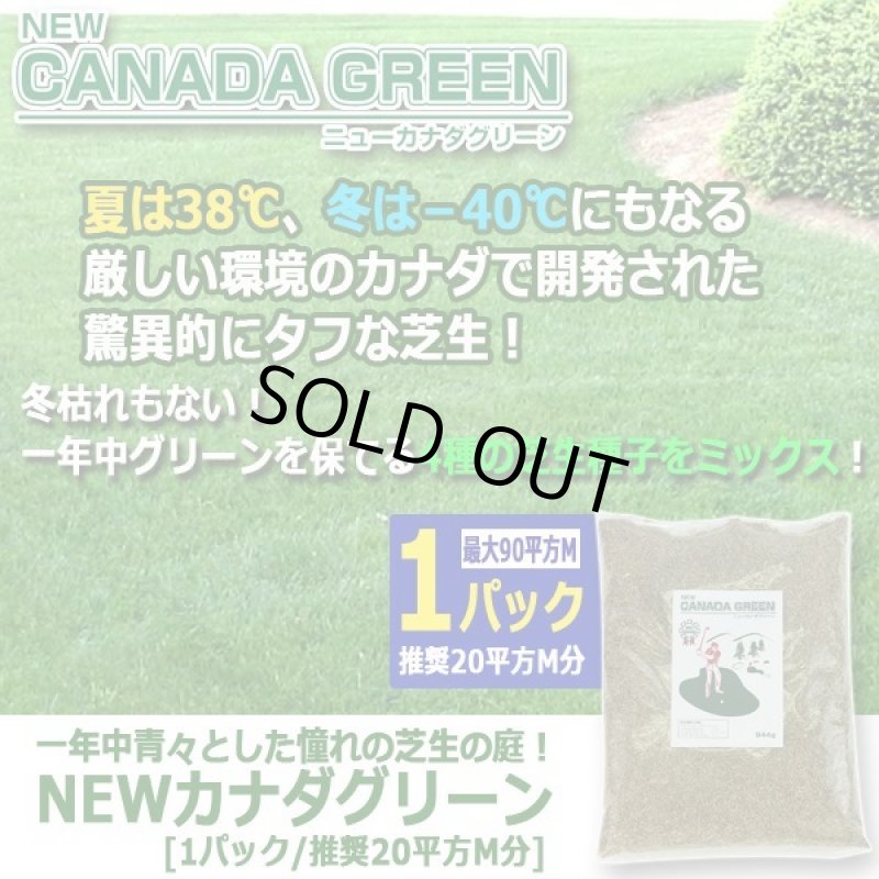 画像4: 一年中青々とした憧れの芝生の庭！NEWカナダグリーン[1パック/推奨20平方M分] (4)
