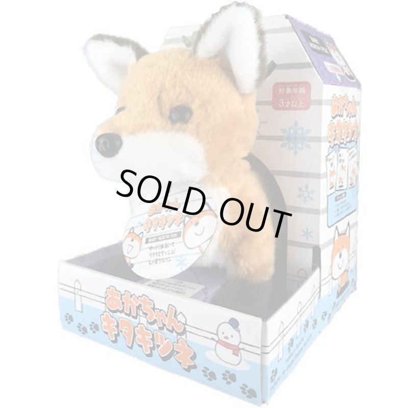 画像5: あかちゃんキタキツネ (5)