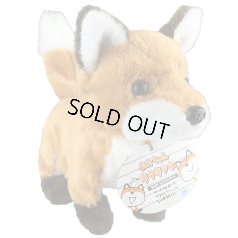 画像2: あかちゃんキタキツネ (2)