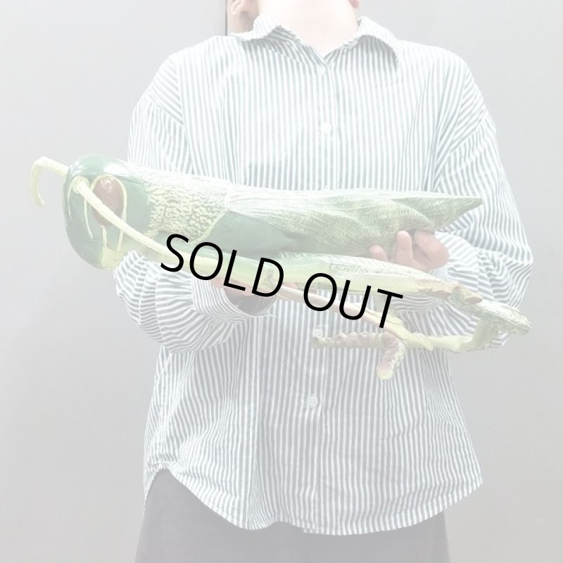 画像2: リアル巨大生物メガシリーズ「メガバッタ」 (2)