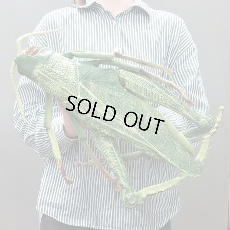 画像3: リアル巨大生物メガシリーズ「メガバッタ」 (3)