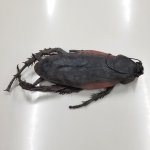 画像6: リアル巨大生物メガシリーズ「メガゴキブリ」 (6)