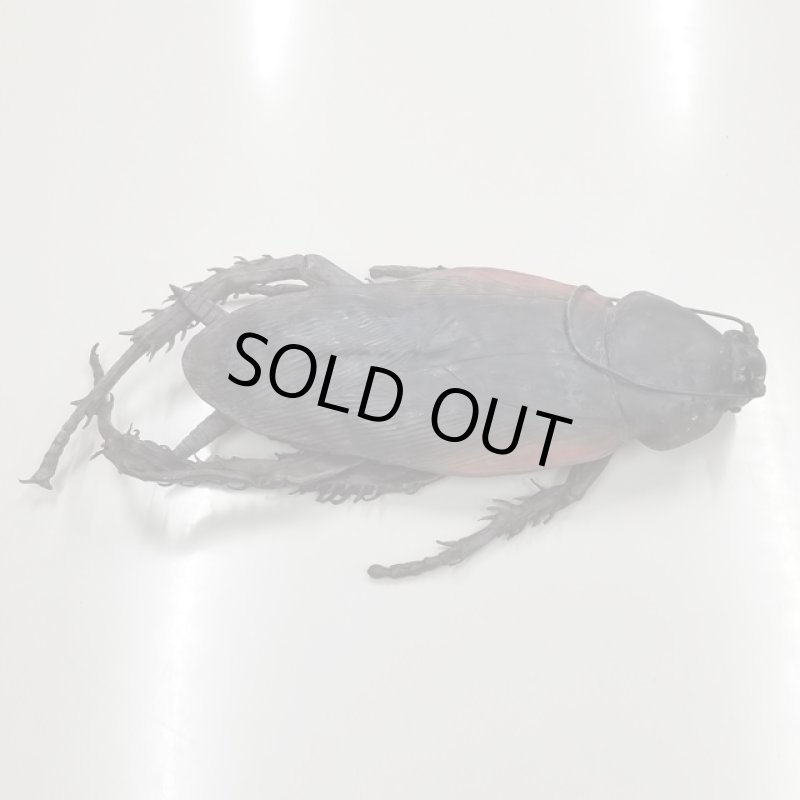 画像6: リアル巨大生物メガシリーズ「メガゴキブリ」 (6)