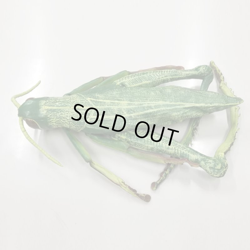 画像5: リアル巨大生物メガシリーズ「メガバッタ」 (5)