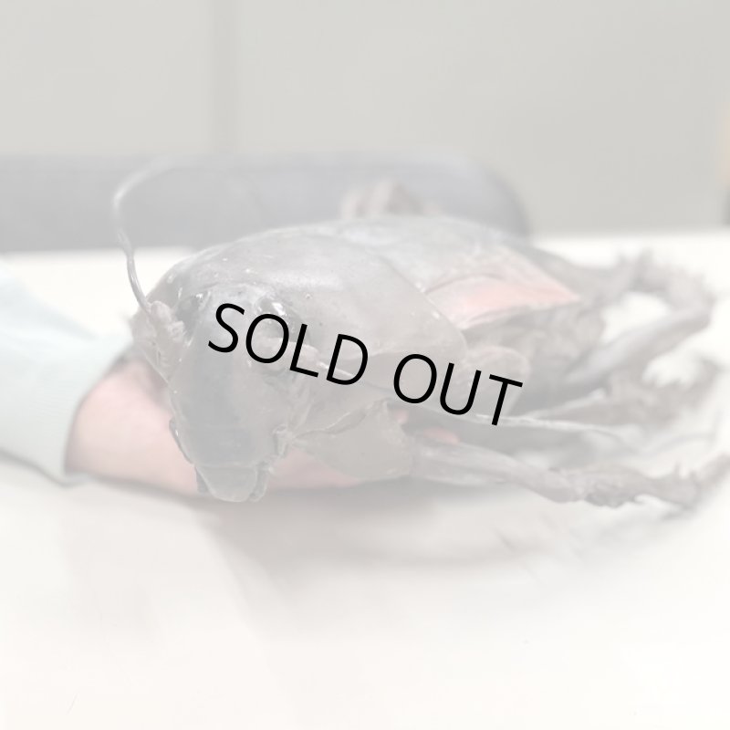 画像8: リアル巨大生物メガシリーズ「メガゴキブリ」 (8)