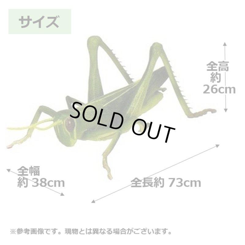 画像8: リアル巨大生物メガシリーズ「メガバッタ」 (8)