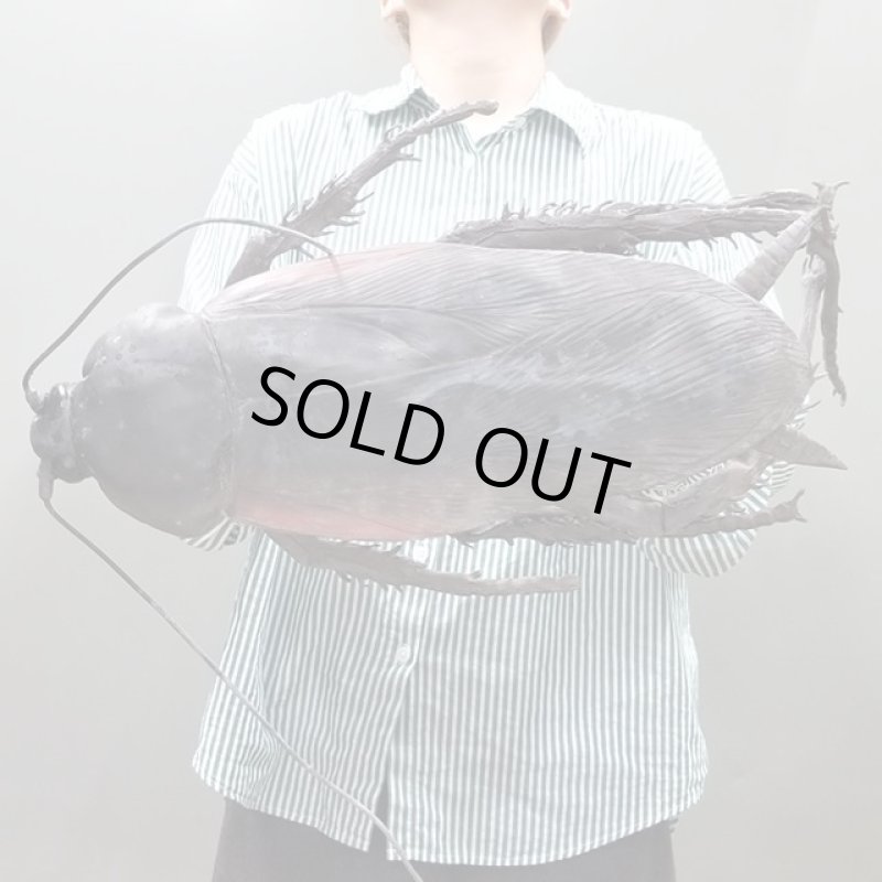 画像2: リアル巨大生物メガシリーズ「メガゴキブリ」 (2)