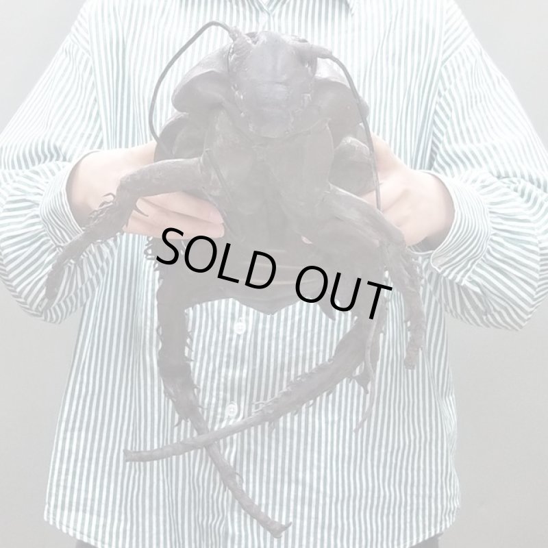 画像4: リアル巨大生物メガシリーズ「メガゴキブリ」 (4)