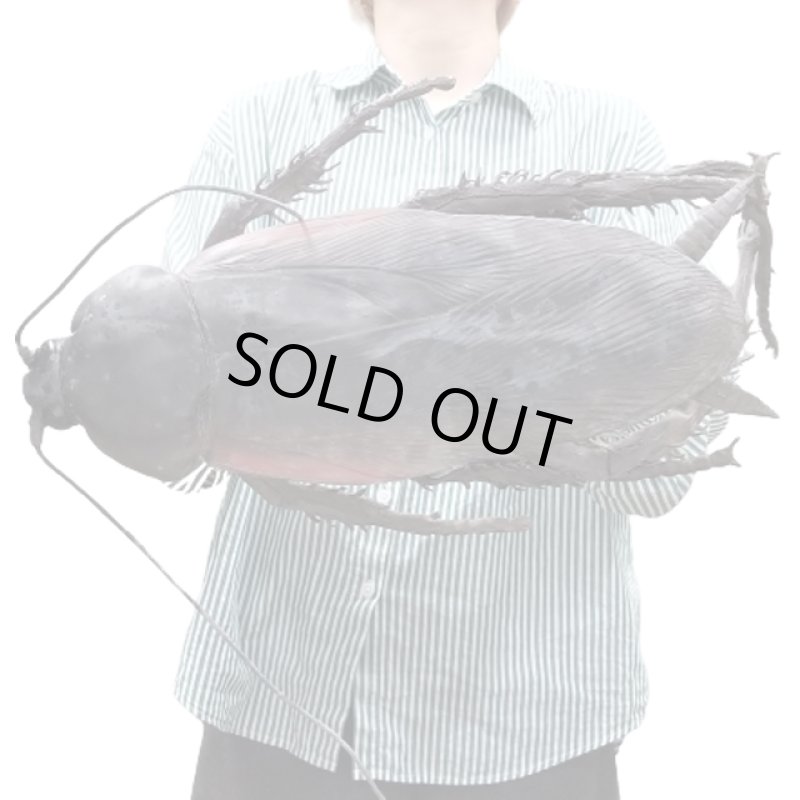 画像10: リアル巨大生物メガシリーズ「メガゴキブリ」 (10)