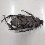画像7: リアル巨大生物メガシリーズ「メガゴキブリ」 (7)