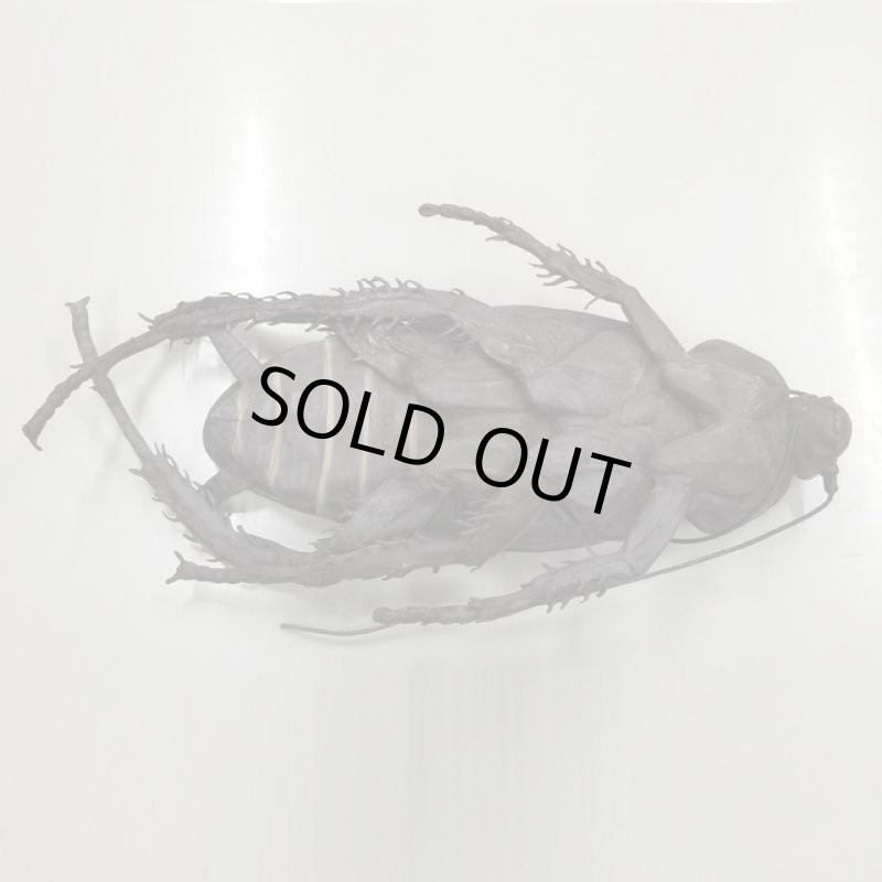 画像7: リアル巨大生物メガシリーズ「メガゴキブリ」 (7)