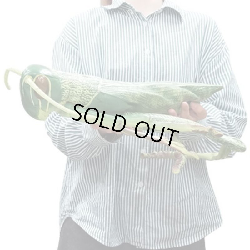 画像9: リアル巨大生物メガシリーズ「メガバッタ」 (9)