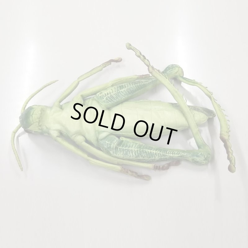 画像6: リアル巨大生物メガシリーズ「メガバッタ」 (6)