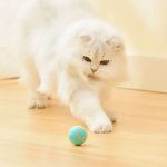 画像7: 猫の運動不足とストレス解消！「360度自動回転猫じゃらボール」 (7)