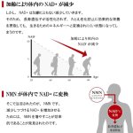 画像5: 国産純度99％のNMNを配合サプリメント コアフォースNMN120粒入（約1-2ヵ月分）  (5)