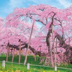 画像3: ジグソー日本の風景「三春の滝桜」フレームセット（1000P） (3)