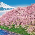 画像4: ジグソー日本の風景「富士と潤井川の桜並木」フレームセット（1000P） (4)