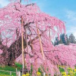 画像4: ジグソー日本の風景「三春の滝桜」フレームセット（1000P） (4)
