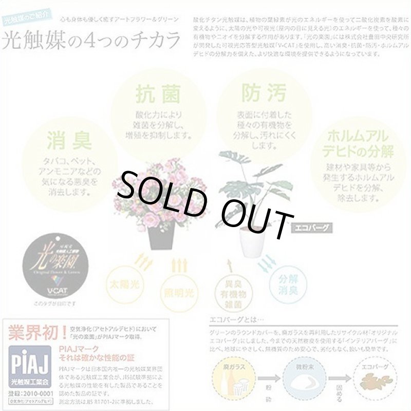 画像6: 光触媒フラワーアレンジ「プリティキャット」 (6)