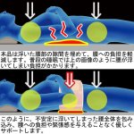 画像4: 医療機器「コリとる磁気 腰まくら」 (4)