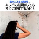 画像2: 送料無料！天井に貼るだけでカビを撃退！バイオくん（お風呂用）[2点] (2)
