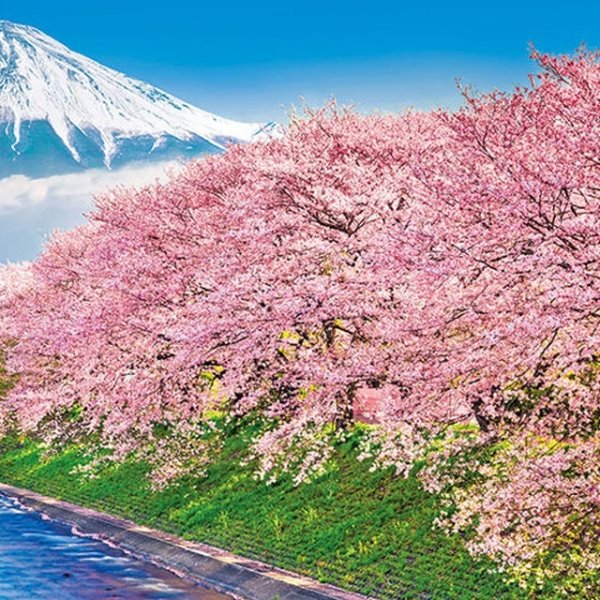 ジグソー日本の風景「富士と潤井川の桜並木」フレームセット（300P