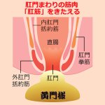 画像2: 尿漏れ対策  骨盤底筋トレーニング 黄門様　 (2)