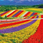 画像4: ジグソー日本の風景「美瑛の花咲く丘」フレームセット（1000マイクロP） (4)