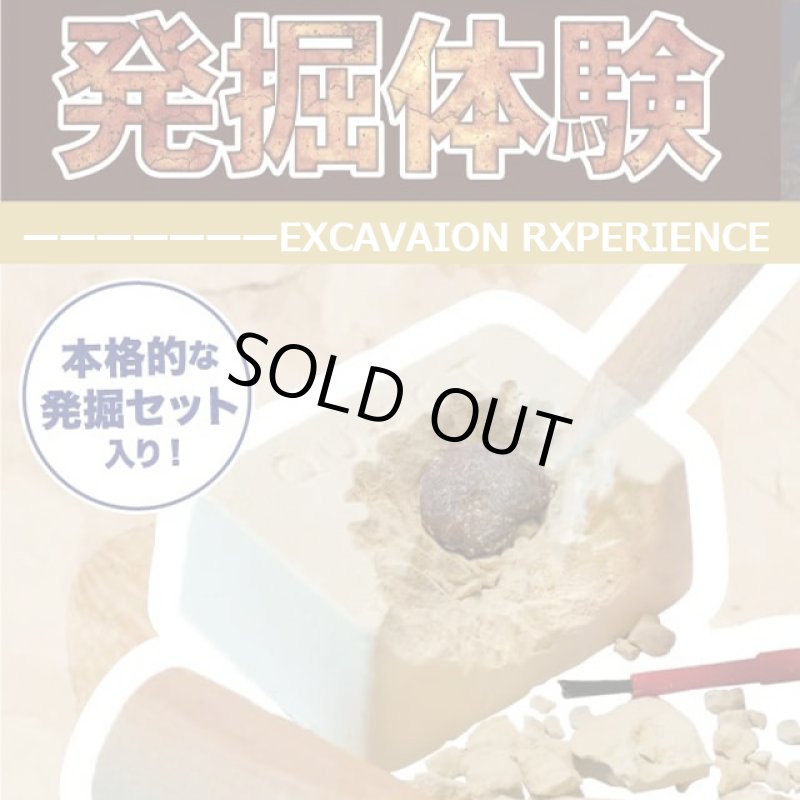 画像2: 触れる図鑑コレクション「本物の化石を発掘体験」 (2)