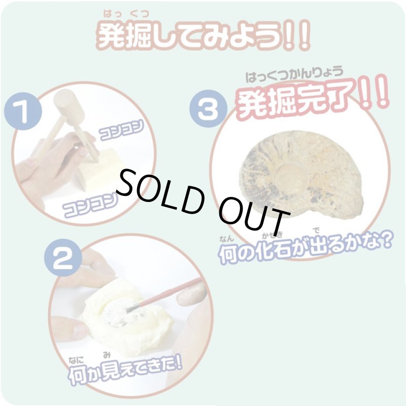 画像4: 触れる図鑑コレクション「本物の化石を発掘体験」 (4)