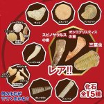 画像3: 触れる図鑑コレクション「本物の化石を発掘体験」 (3)