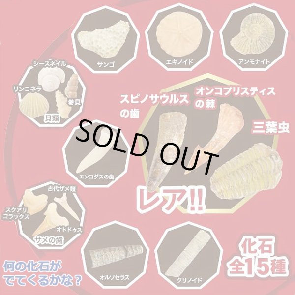 触れる図鑑コレクション「本物の化石を発掘体験」LEP-KSK