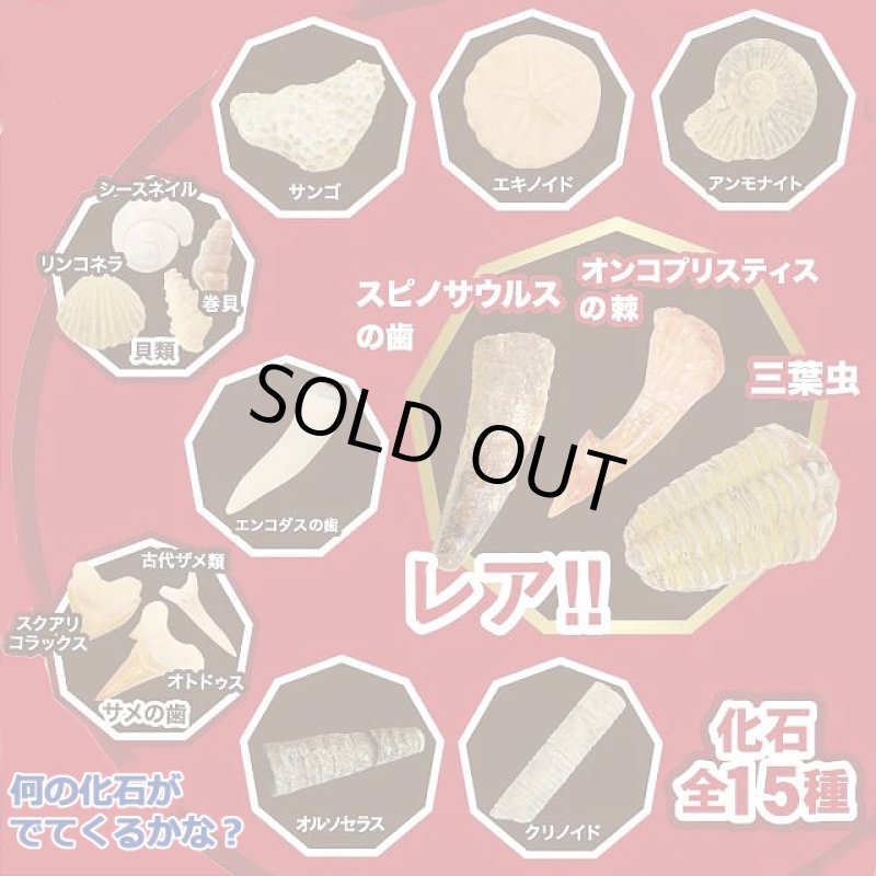 画像3: 触れる図鑑コレクション「本物の化石を発掘体験」 (3)