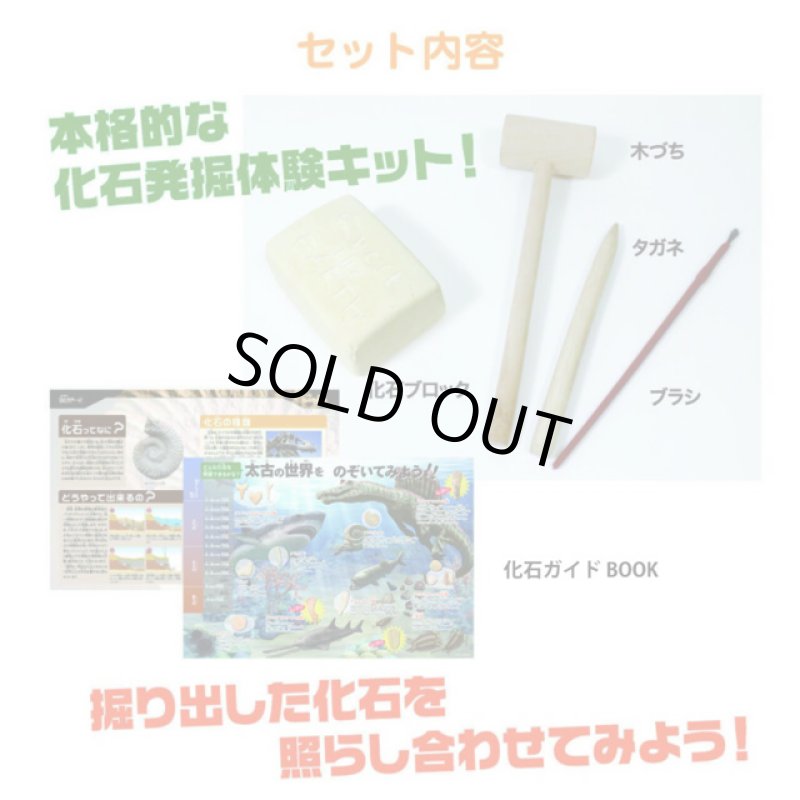 画像5: 触れる図鑑コレクション「本物の化石を発掘体験」 (5)