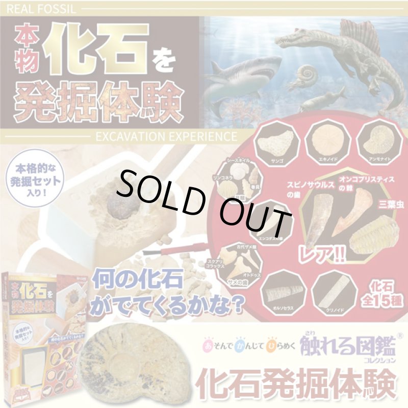 画像1: 触れる図鑑コレクション「本物の化石を発掘体験」 (1)