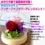 画像7: 母の日企画 ホシフルーツ あまおうのクリームいちご大福fuwaru3個入＆幸せのプリザーブドフラワーアレンジメント クリスタルドームセット (7)