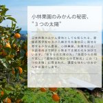 画像8: 小林果園 甘みをぎゅっと凍らせ蜜柑 3袋(6個) x 2箱（計12個入） (8)