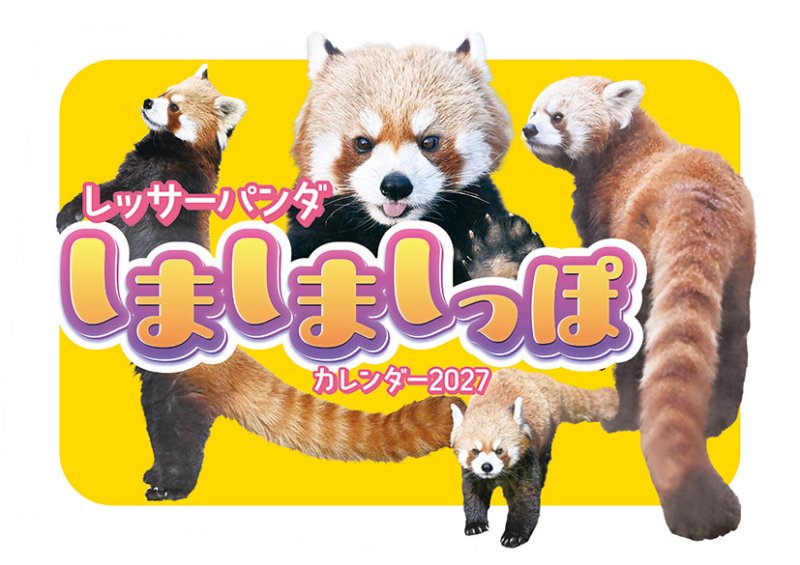 画像1: 2027年レッサーパンダのしましましっぽカレンダーカレンダー (1)