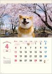 画像2: 2027年柴犬まるとおさんぽカレンダー (2)