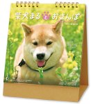 画像1: 2027年卓上 柴犬まるとおさんぽカレンダー (1)