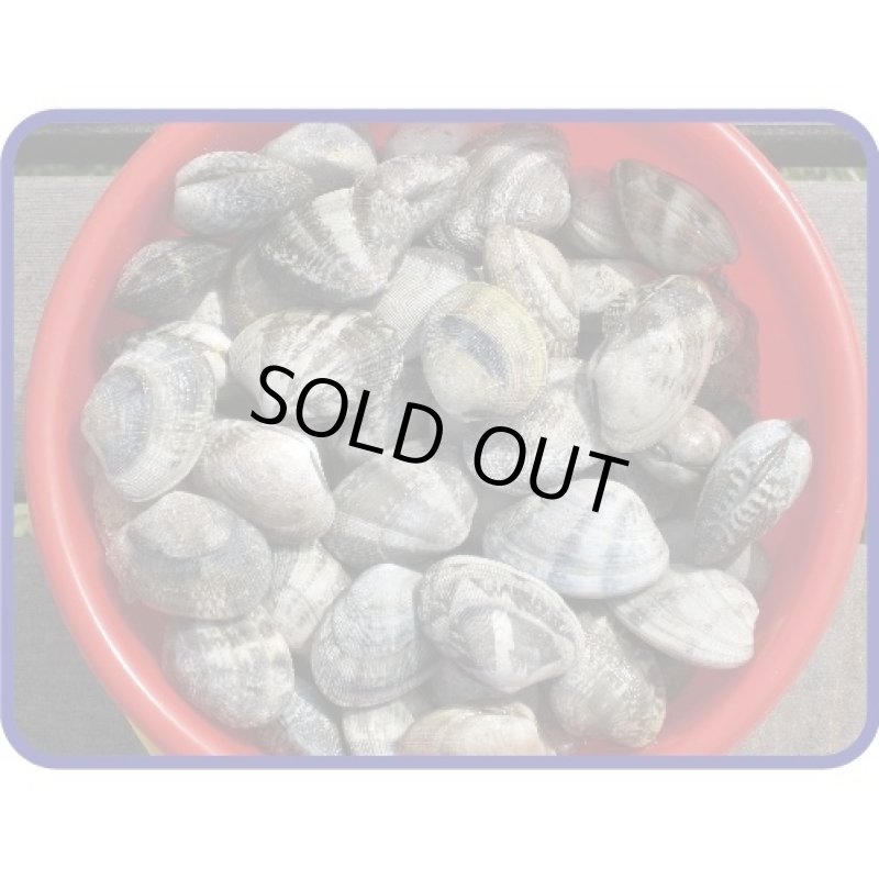 画像3: 貝採り名人 (3)