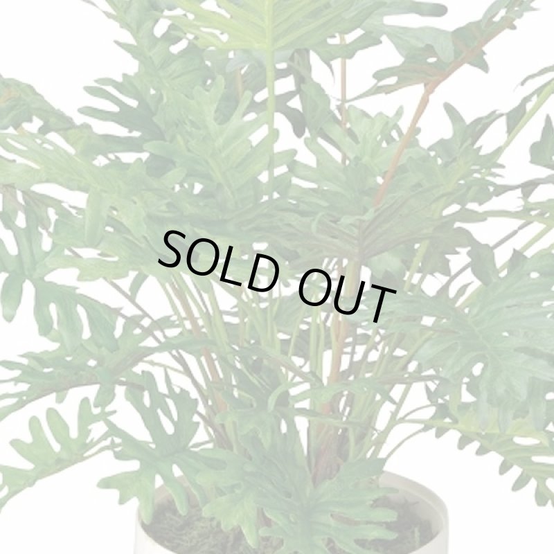 画像2: 光触媒グリーンギフト「スプリットM」 (人工観葉植物,オフィス,エントランス,廊下,お店,新築祝い,開店祝い,記念日.ギフト) (2)