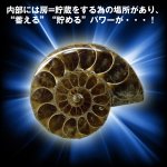 画像2: Ammonoidea〜アンモノイデア〜 (アンモナイト,開運,金運,開運祈願,金運アップ祈願,金運アイテム,超希少,原石タイプ) (2)