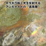 画像4: Ammonoidea〜アンモノイデア〜 (アンモナイト,開運,金運,開運祈願,金運アップ祈願,金運アイテム,超希少,原石タイプ) (4)