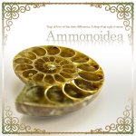 画像5: Ammonoidea〜アンモノイデア〜 (アンモナイト,開運,金運,開運祈願,金運アップ祈願,金運アイテム,超希少,原石タイプ) (5)