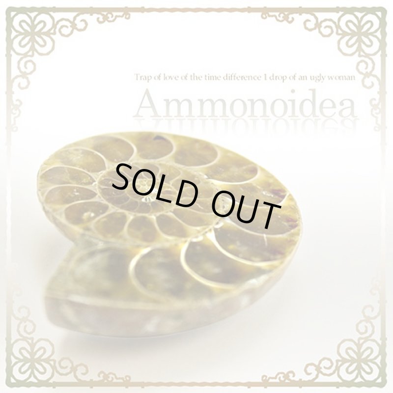 画像5: Ammonoidea〜アンモノイデア〜 (アンモナイト,開運,金運,開運祈願,金運アップ祈願,金運アイテム,超希少,原石タイプ) (5)